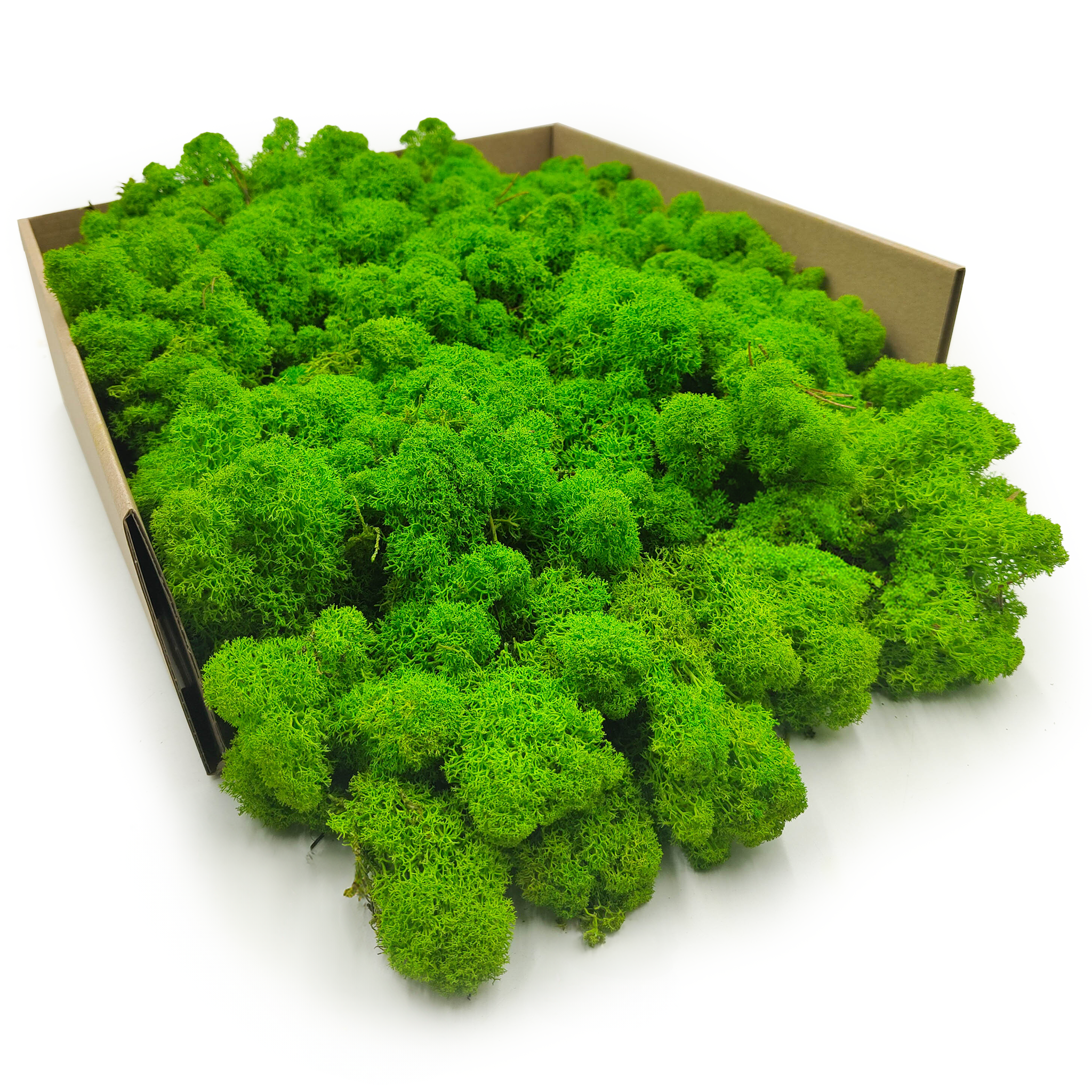 Lichen de renne finlandais stabilisé – Nettoyé – Vert clair 4 kg NET