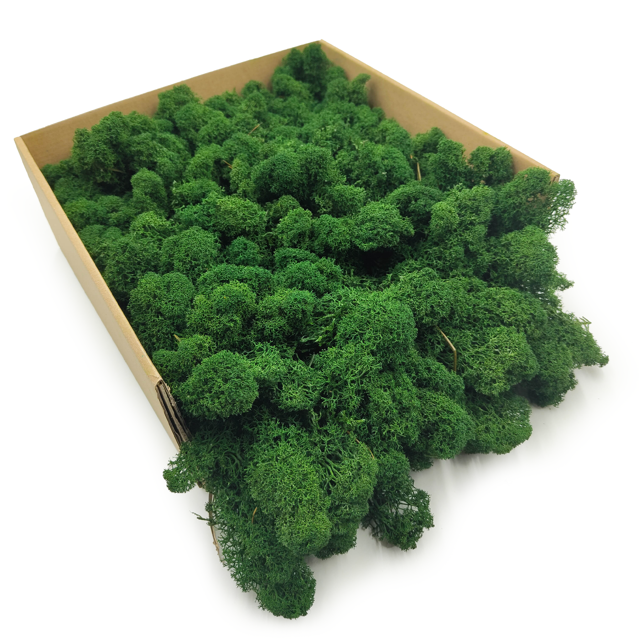 Lichen de renne finlandais stabilisé – Nettoyé – Vert bouteille 4 kg NET