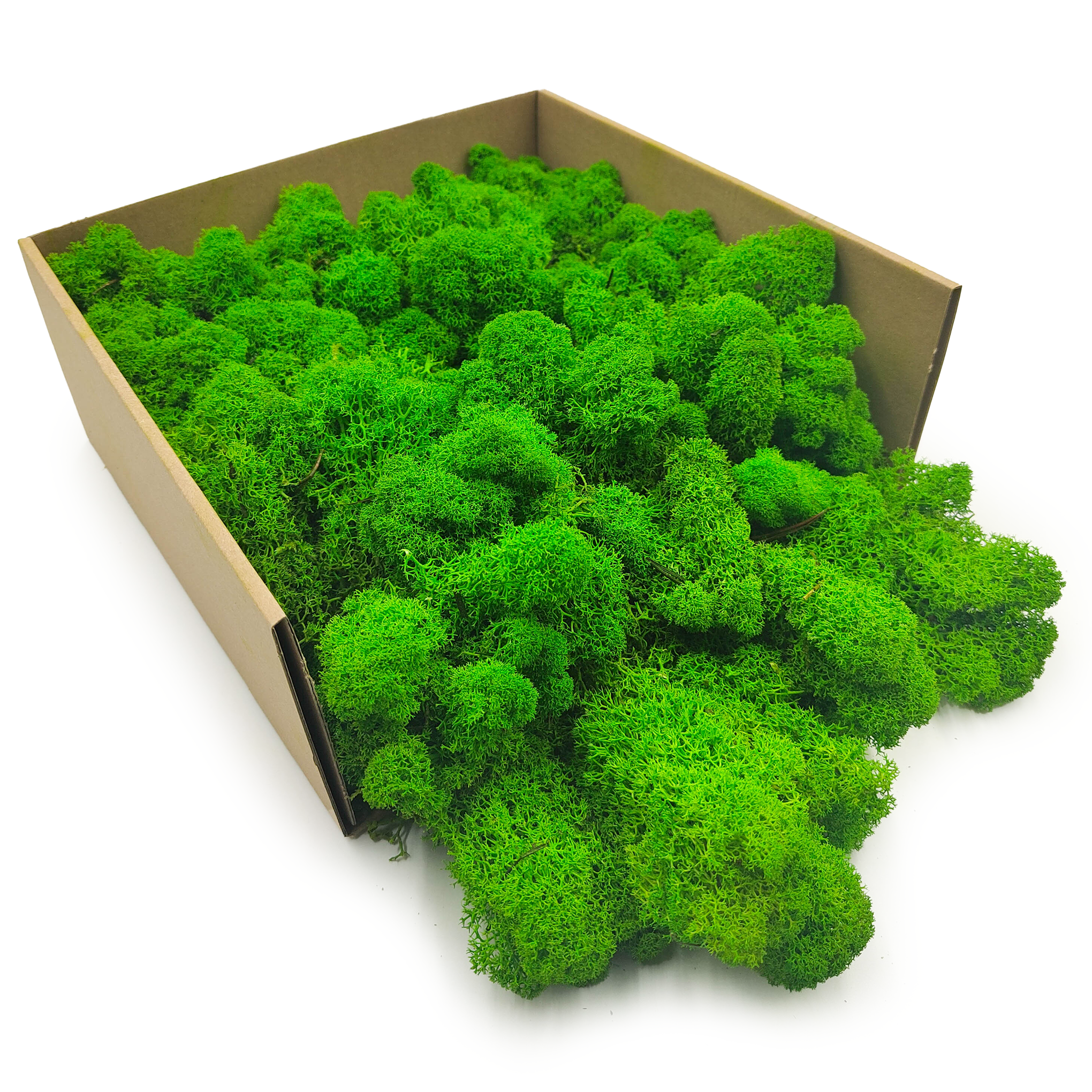 Lichen de renne finlandaise stabilisée – Nettoyée – Vert estival 500 g NET