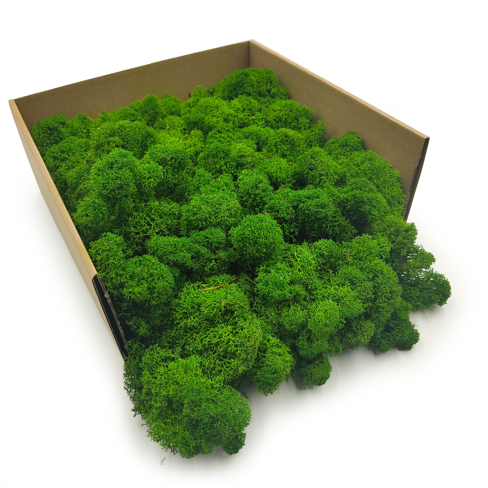 Lichen de renne finlandaise stabilisée – Nettoyée – Vert forêt 500 g NET