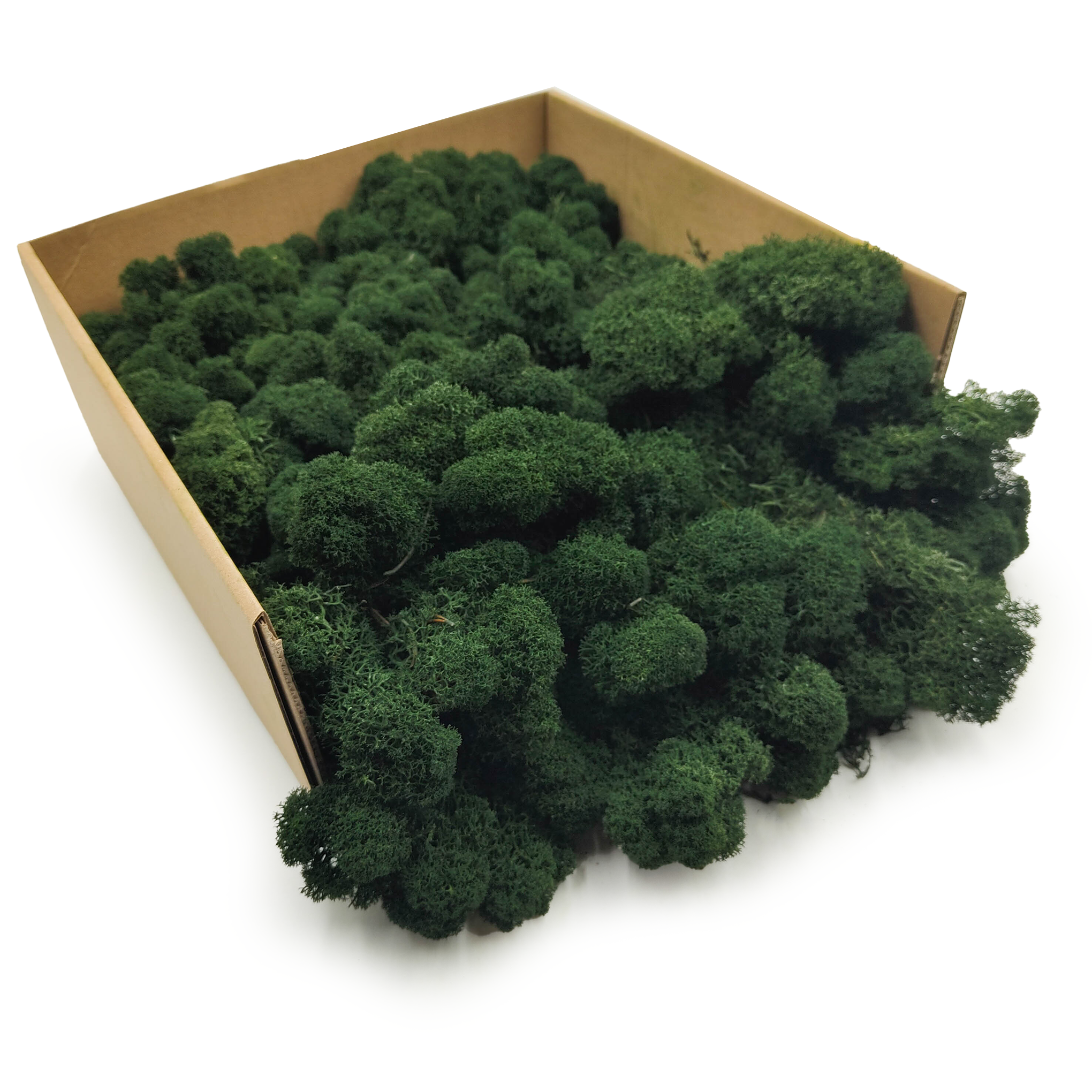 Lichen de renne finlandais stabilisé – Nettoyé – Vert foncé 4 kg NET