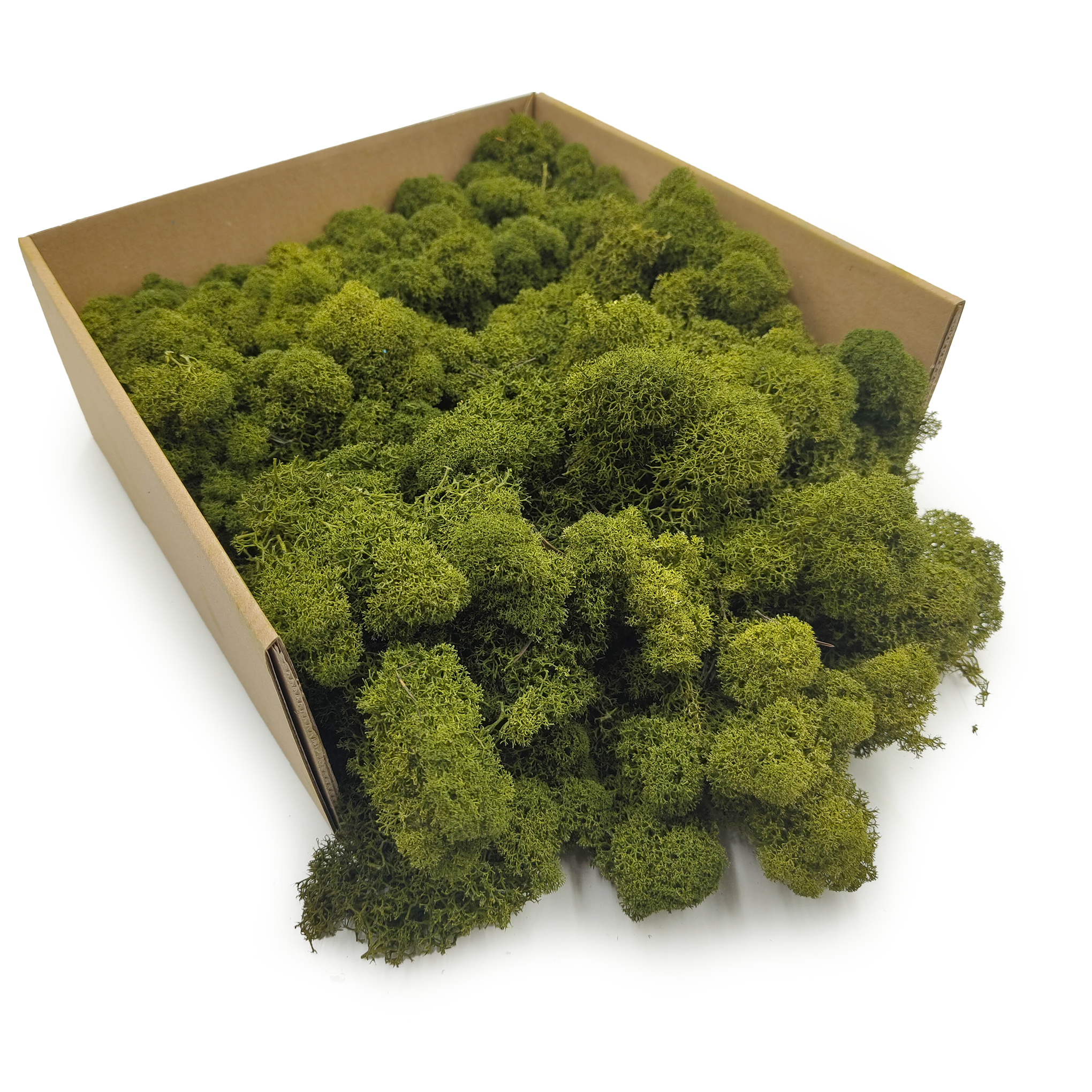 Lichen de renne finlandaise stabilisée – Nettoyée – Vert olive 2 kg NET