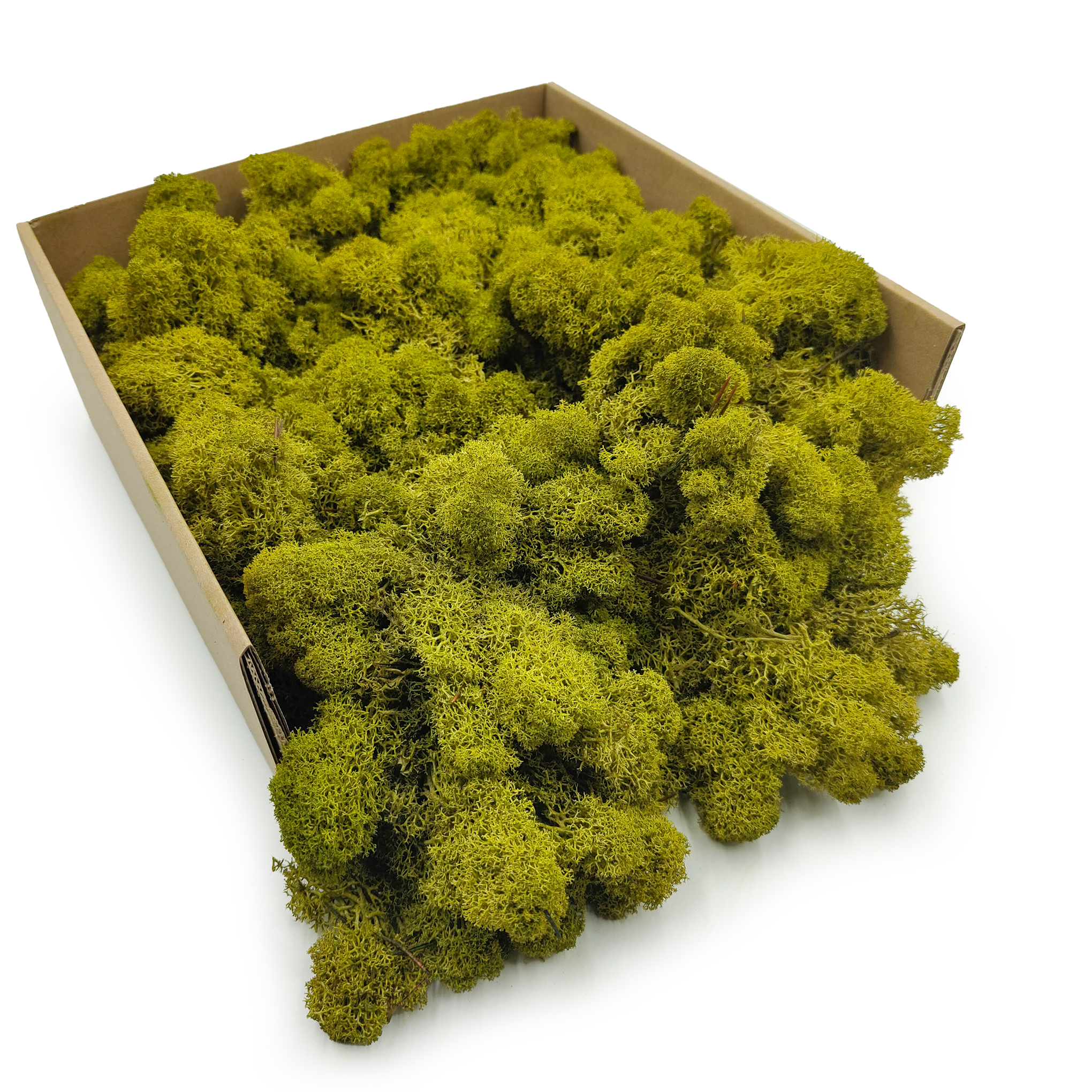 Lichen de renne finlandaise stabilisée – Nettoyée – Vert citron 4 kg NET