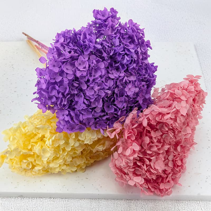 Hortensia Royal Cabeza ou Conical – lequel choisir ? Différences, usages, inspirations